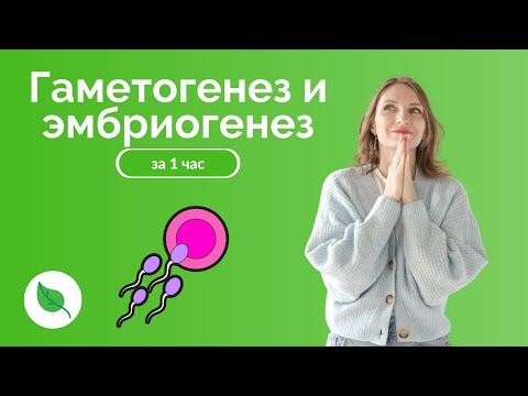 Гаметогенез и эмбриогенез