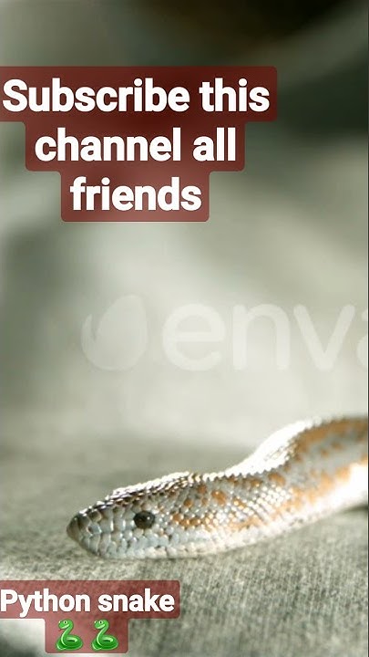 python snake 🐍🐍 sound python snake aaya पाइथन साप आया गुच्छे मे देखो ...