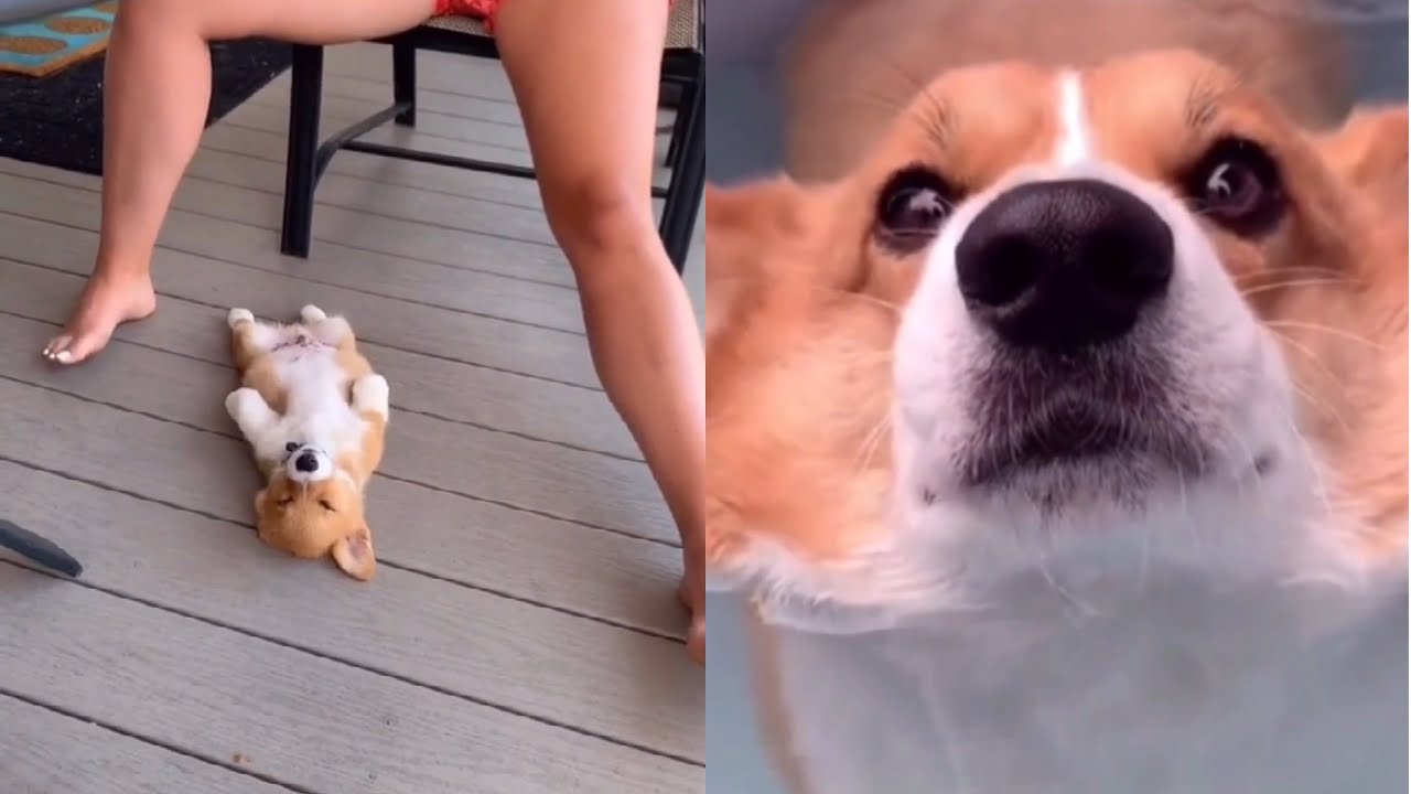 CORGI TIKTOK ANIMALS  