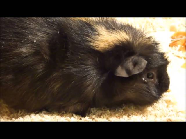 Абиссинская или розеточная морская свинка