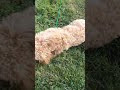 Chance and i playing go get it puppy doglover dog happypuppy poodle