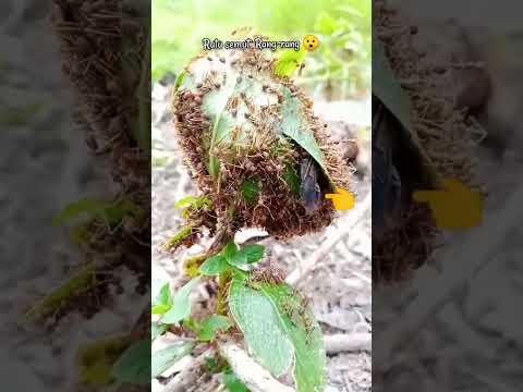 Video: Semut tukang kayu: deskripsi, reproduksi, dan metode perjuangan