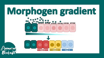 Morphogen gradient | CSIR NET developmental biology | Unit 5 lectures