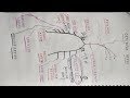 How to draw obturator nerve