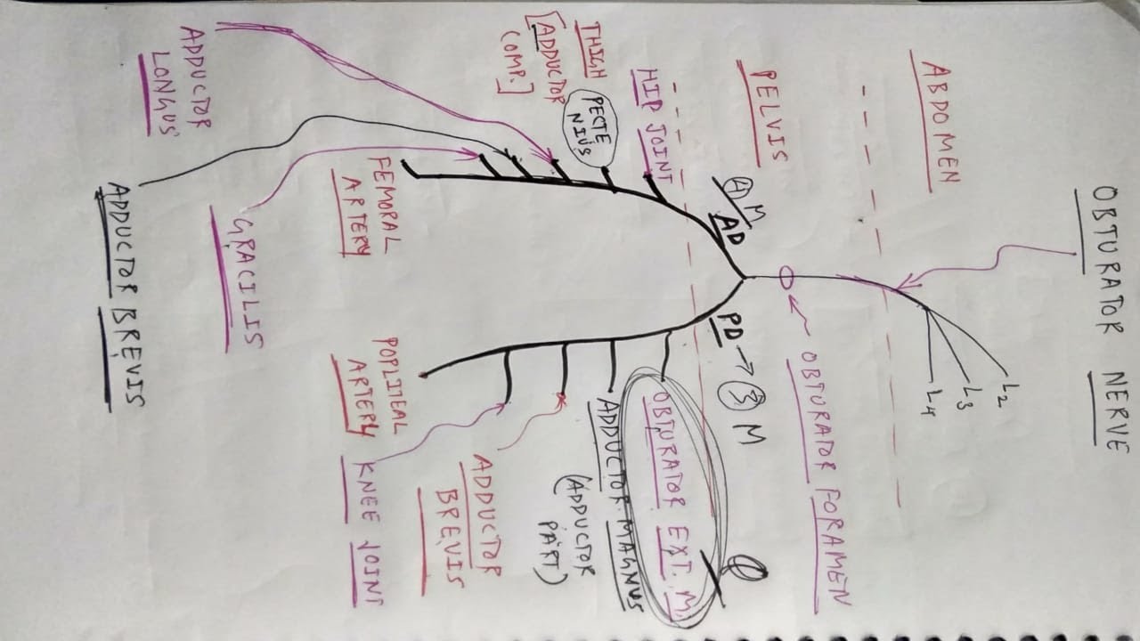 Obturator Nerve | Lower Limb Anatomy | TCML