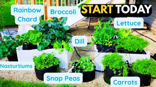 Grow Food in Containers (Beginner Guide)—No Yard Needed