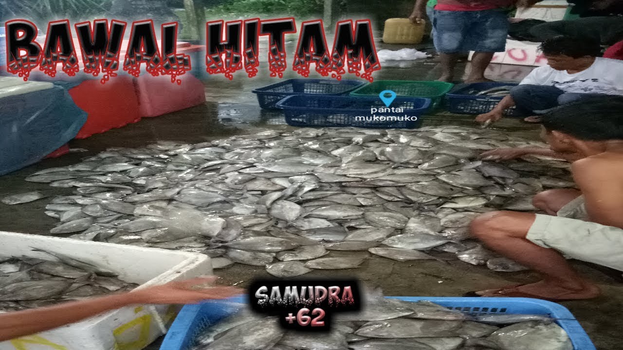 Panen ikan bawal