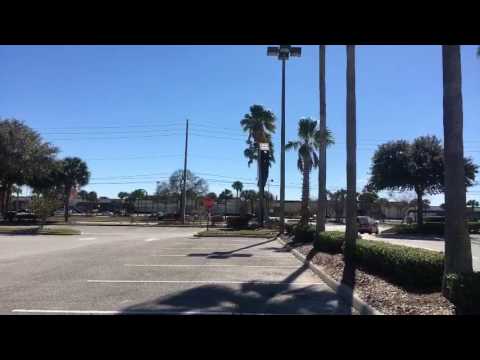 Добрый день - ЮТУБ Трансляция из Солнечной ФЛОРИДЫ 10.02.2017 сныть пестролистная