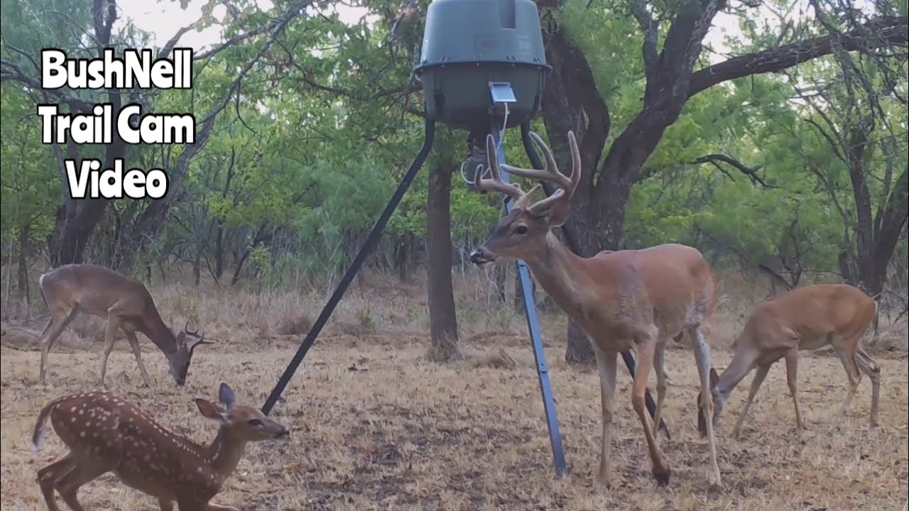 Deer Feeder Cam 2 BushNell Trail Cam Video Aug. 1011, 2022 YouTube