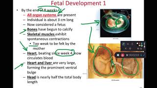 BIOL 314 Fetal Development (Ch 29 Part 5)