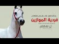افخم شيلة عروس2024 ياحنان اسمك على كل بني سلطاني اداء الصوت الفخمة متعب الخيل جديد2024 