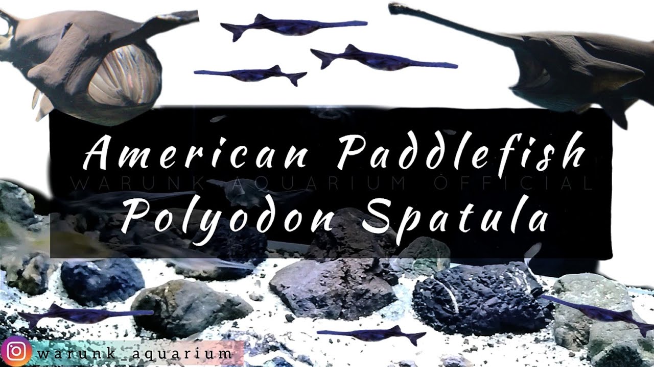 Mengenal American Paddlefish Polyodon Spatula - Ikan Predator Purba ...