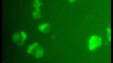 Z Stacking Animation