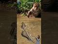 detik mencekam‼️buaya dan jaguar saling incar #animals #jaguar #crocodile #shorts