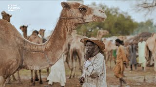 MAIGATARI CATTLE MARKET