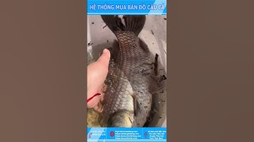 CÁ DIẾC KHỦNG#Youtube shorts Đồ Câu Hải Đăng