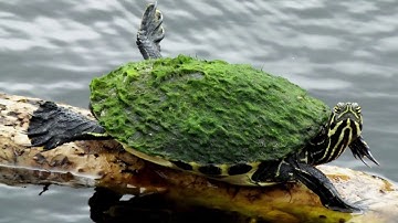 Algae Corner: Where Do Algae Come From?