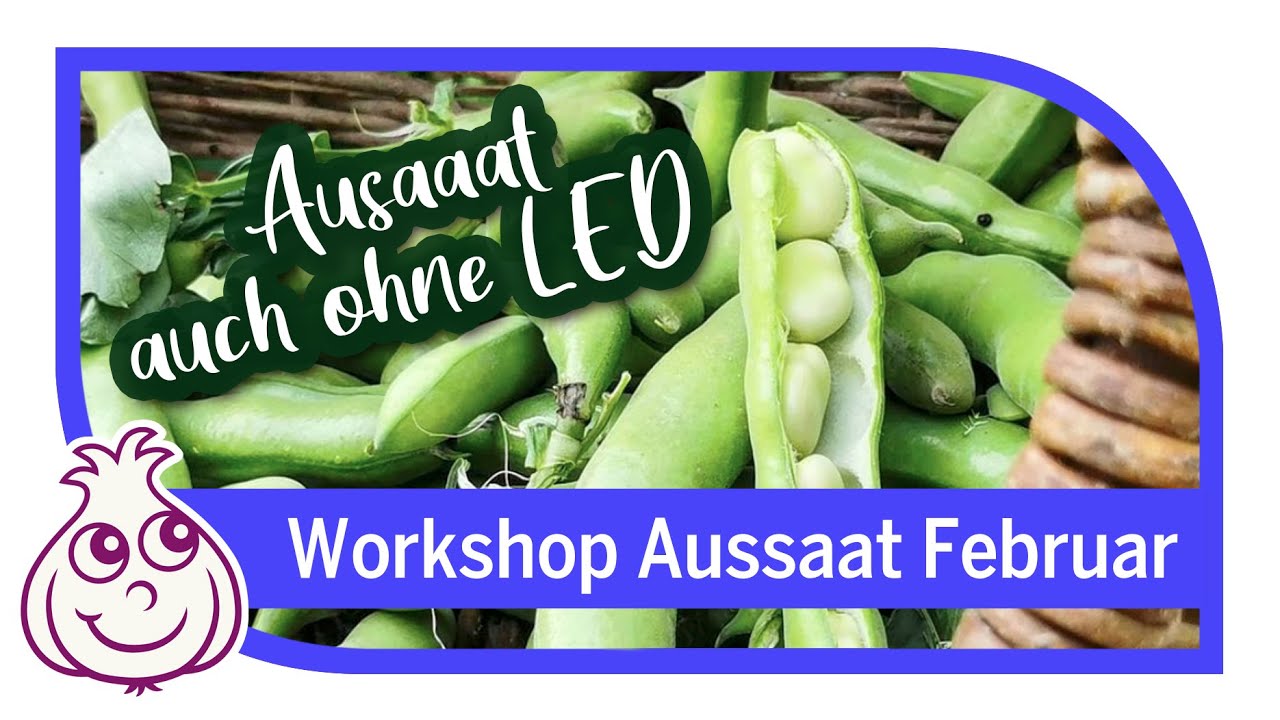Ich dachte, ich hätte alles richtig gemacht, als ich im Februar die dicken Bohnen vorzog, um die Mäuse im Garten zu überlisten. Doch dann entdeckte ich es: Meine Kopfsalat-Aussaat war verpatzt,...