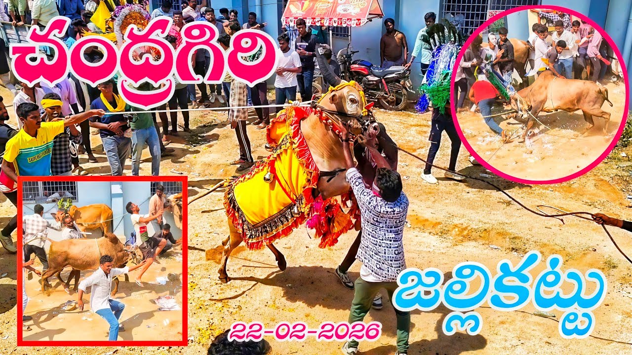 చంద్రగిరి పశువుల పండుగ 🔥 🔥| 22-02-2026 | Chandragiri jallikattu #telugujallikattu2026 ❤️‍🔥😍