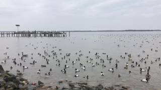Choptank River Waterfowl In Cambridge, Maryland