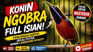 Masteran Konin Full Isian dan Tembakan  Cocok Untuk Masteran & Pancingan Konin Gacor . 030526