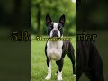 TOP 10 SMALL DOG BREEDS #dog #viral