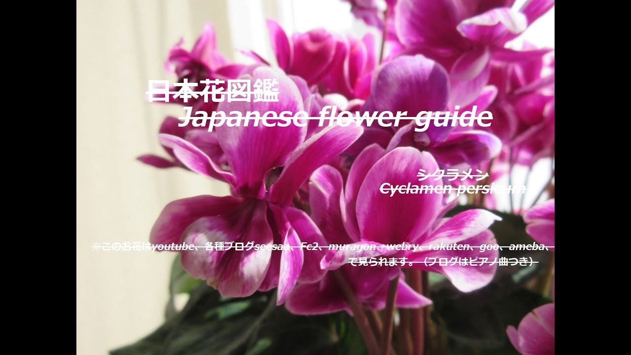 窓際の癒し Healing By The Window シクラメン Cyclamen Persicum 季節の花 日本花図鑑 Japanese Flower Guide Youtube