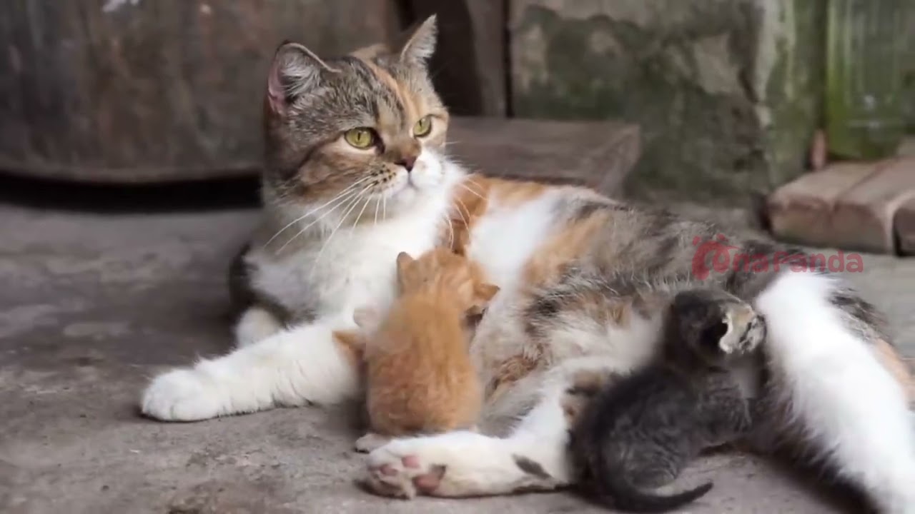 ANAK KUCING MEONG MEONG - LAGU ANAK ANAK INDONESIA - LAGU ANAK TERBARU