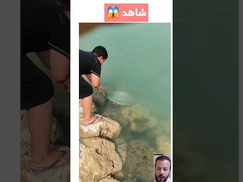 فيديو: ما هي سمكة العبوس؟