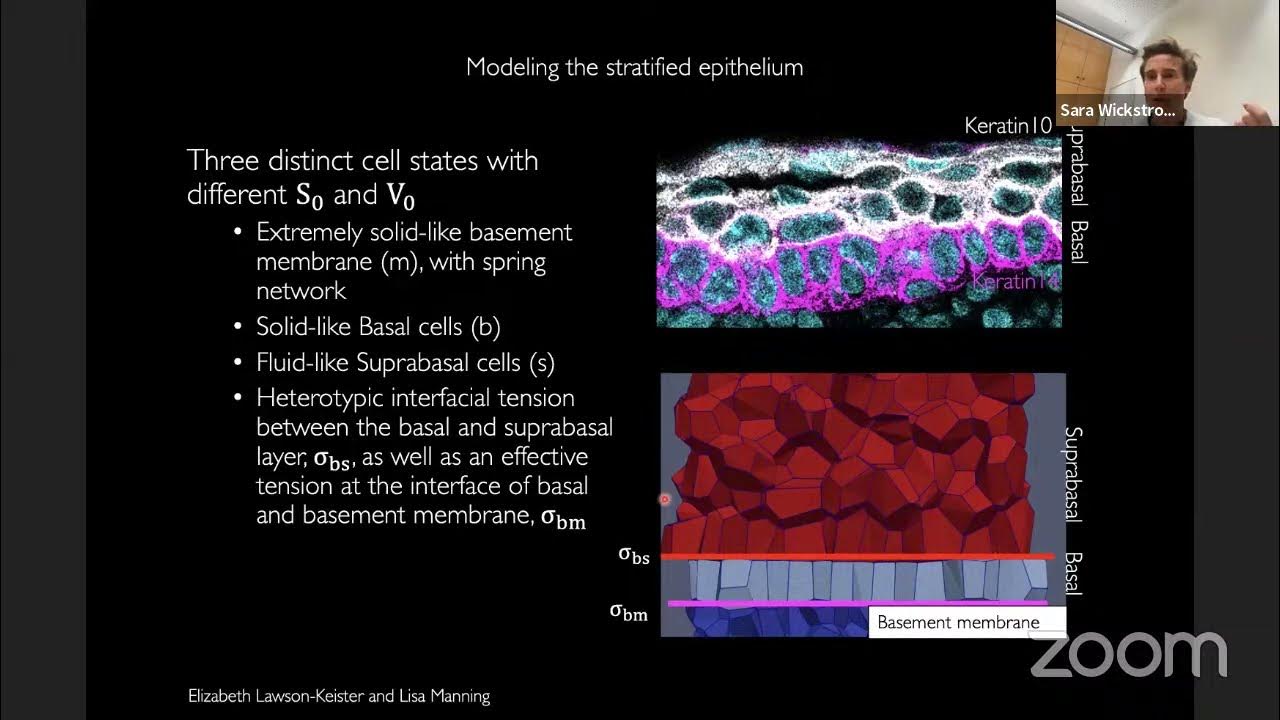 Cell Migration Seminars 77 Prof. Sara Wickström YouTube