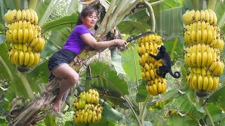 Harvesting Banana Goes To Market Sell  Take care of and plant more sugarcane | Nhất New Life