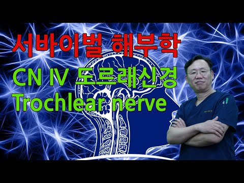 [서바이벌해부학] 018 CN IV 도르래신경 Trochlear Nerve