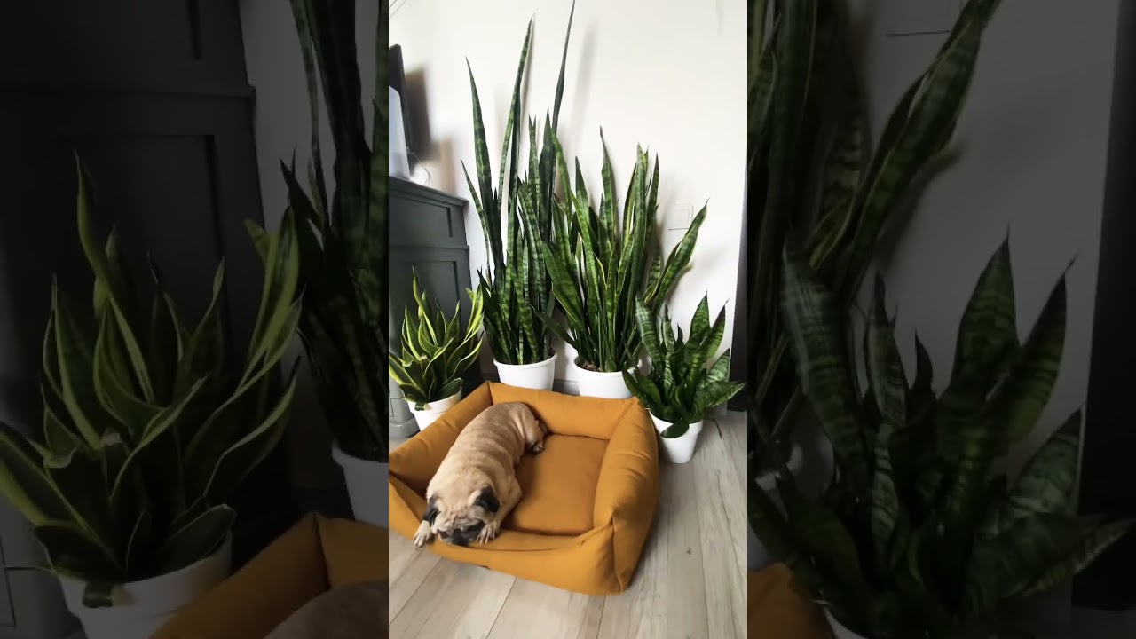 Быстрый рост сансевиерии 
