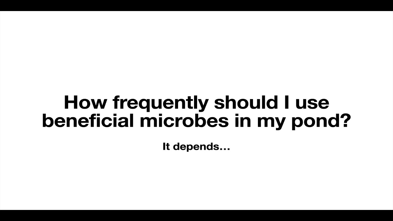 How Frequently Should I Use Microbes In My Pond?