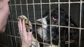 Great Danes Desperately Needed Help