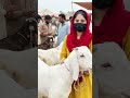 bakra le liya mene sub ajeo full like karo subscrbie karo share skip ni krni