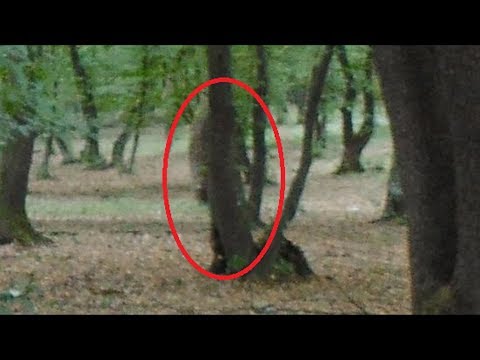 Video: The Mysterious Hoya Baciu Forest In Romania - Alternative View
