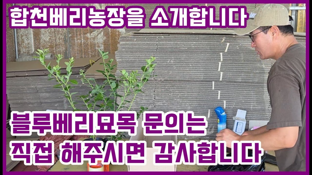 블루베리묘목 궁금하시면?...
