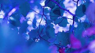 Spring In A Small Town - Compassion