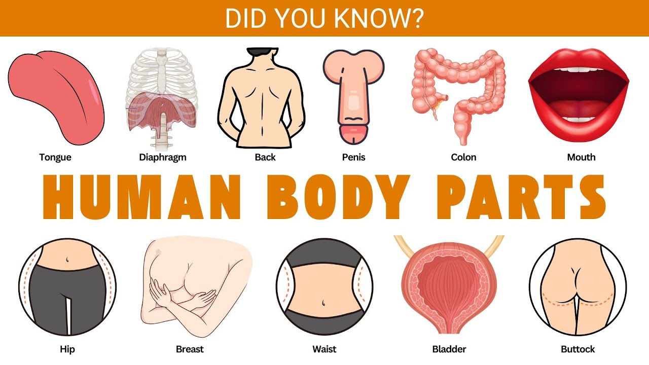 🧠🦶Human Body Parts with Pictures 🦵🖐️  |  Learn English Vocabulary with Pictures |