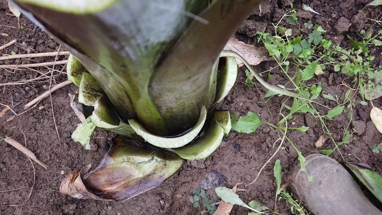 Ep. 95.: Banánok felszedése