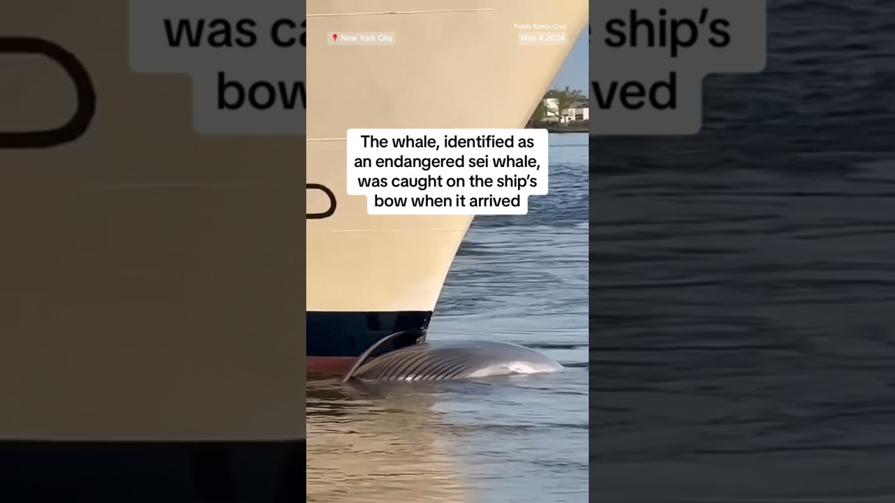 Cruise ship sails into NYC port with dead whale across its bow Cruise ship sails into NYC port with dead whale across its bow