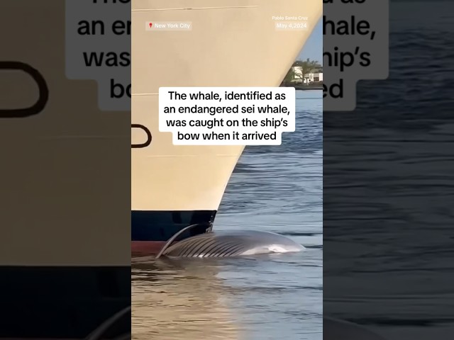 Cruise ship sails into NYC port with dead whale across its bow