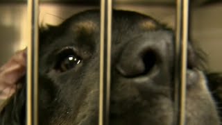 City council cracking down on dangerous dogs in Detroit