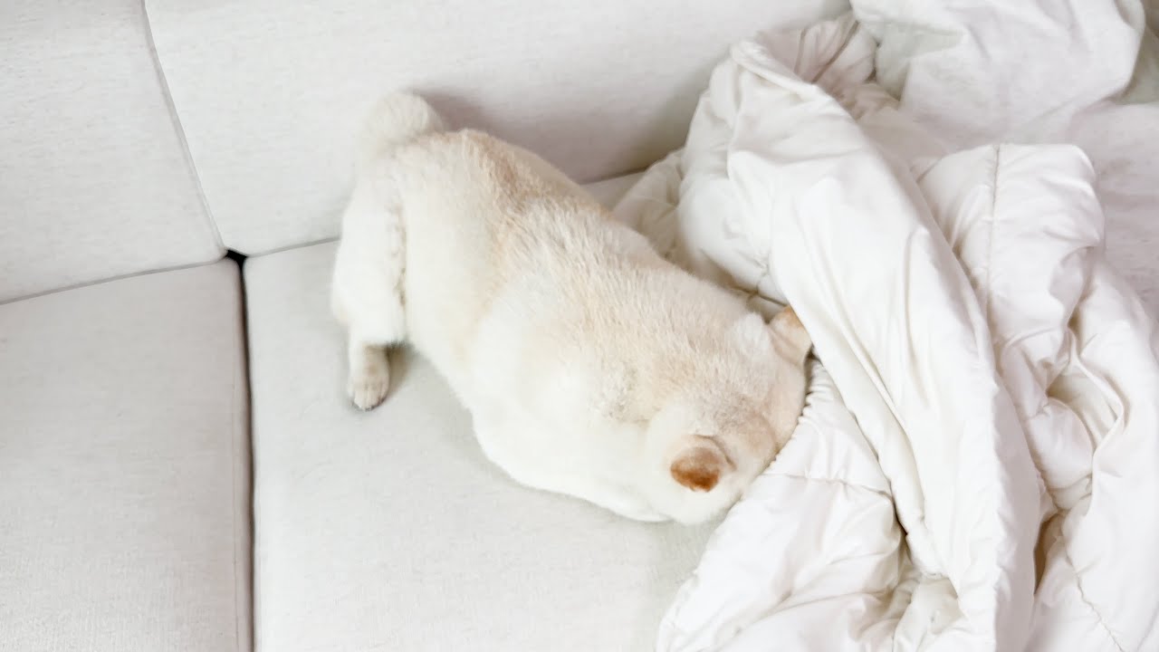 얼굴만 숨기면 안보이는줄 아는 엉뚱한 강아지 ㅋㅋㅋ