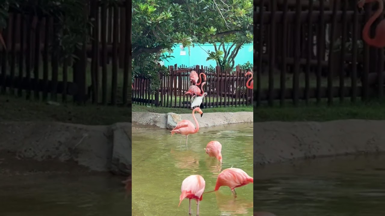 Cute Pink Flamingo 🦩 