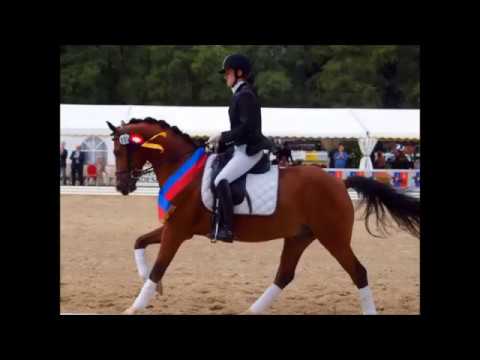 dressage arena Horses of My Past - Dressage Horses from Germany