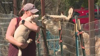 Sanctuary for animals with special needs may close down due to lack of funds