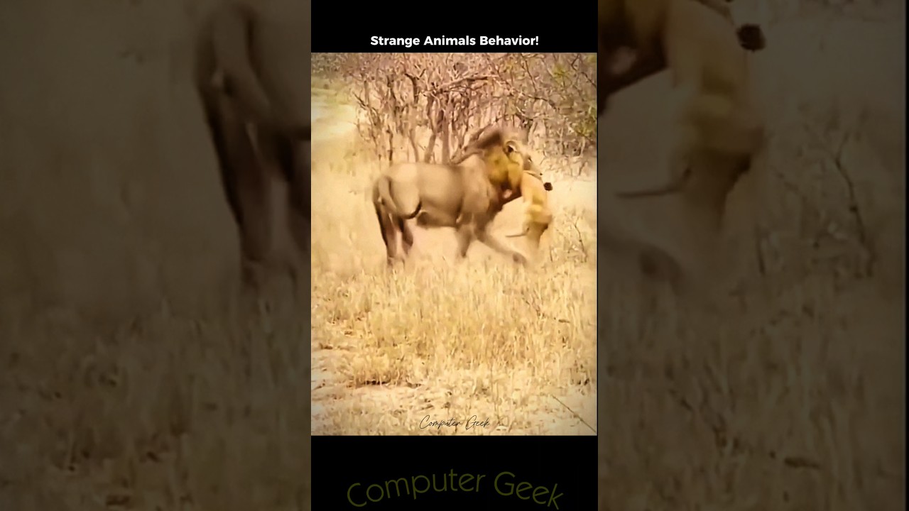 Strange Lion's Behavior to Dominate 