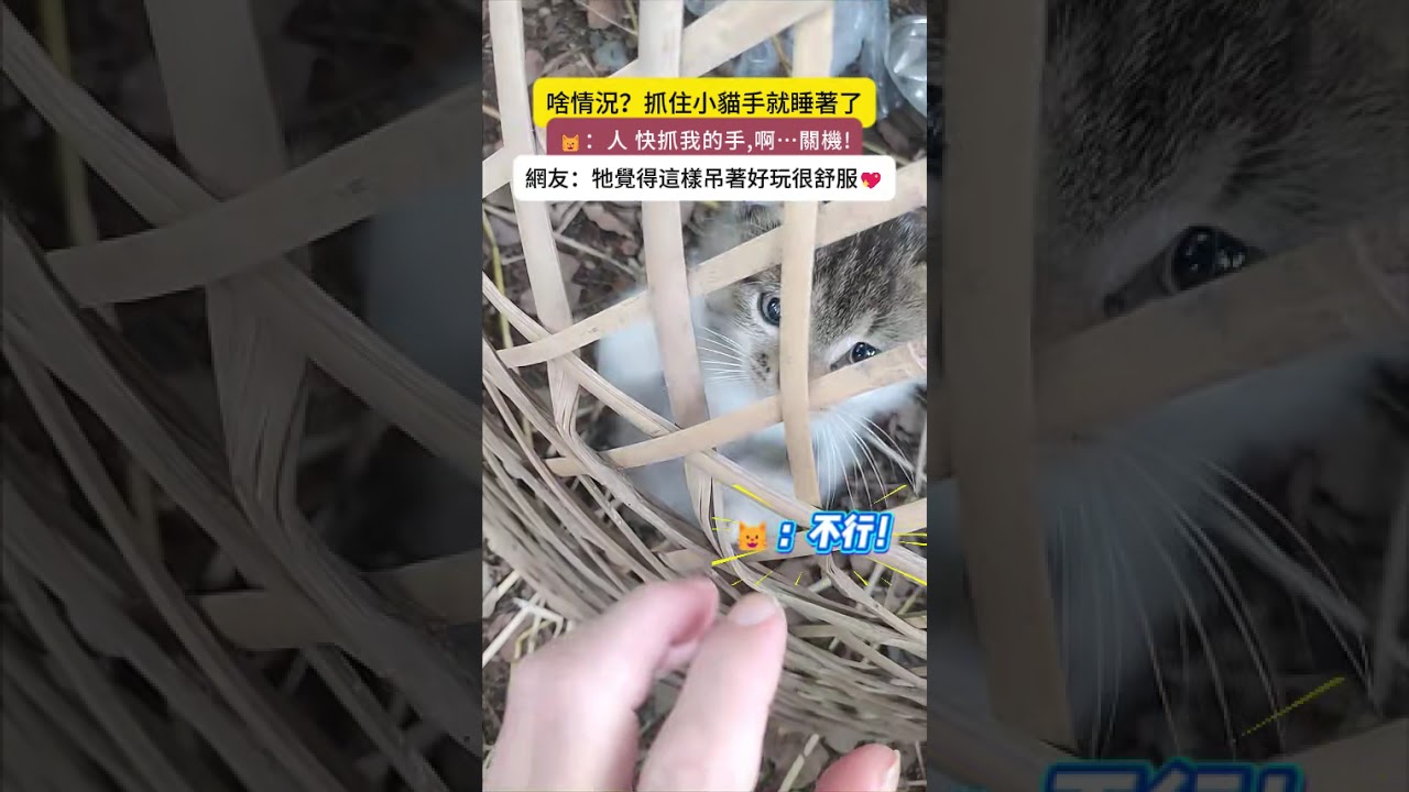 啥情況❓只要抓住小貓的手牠就像睡著了一樣🤨❓ 🐱：再來再來~好好玩💖#cat #cute #funny #shorts #funnyshorts